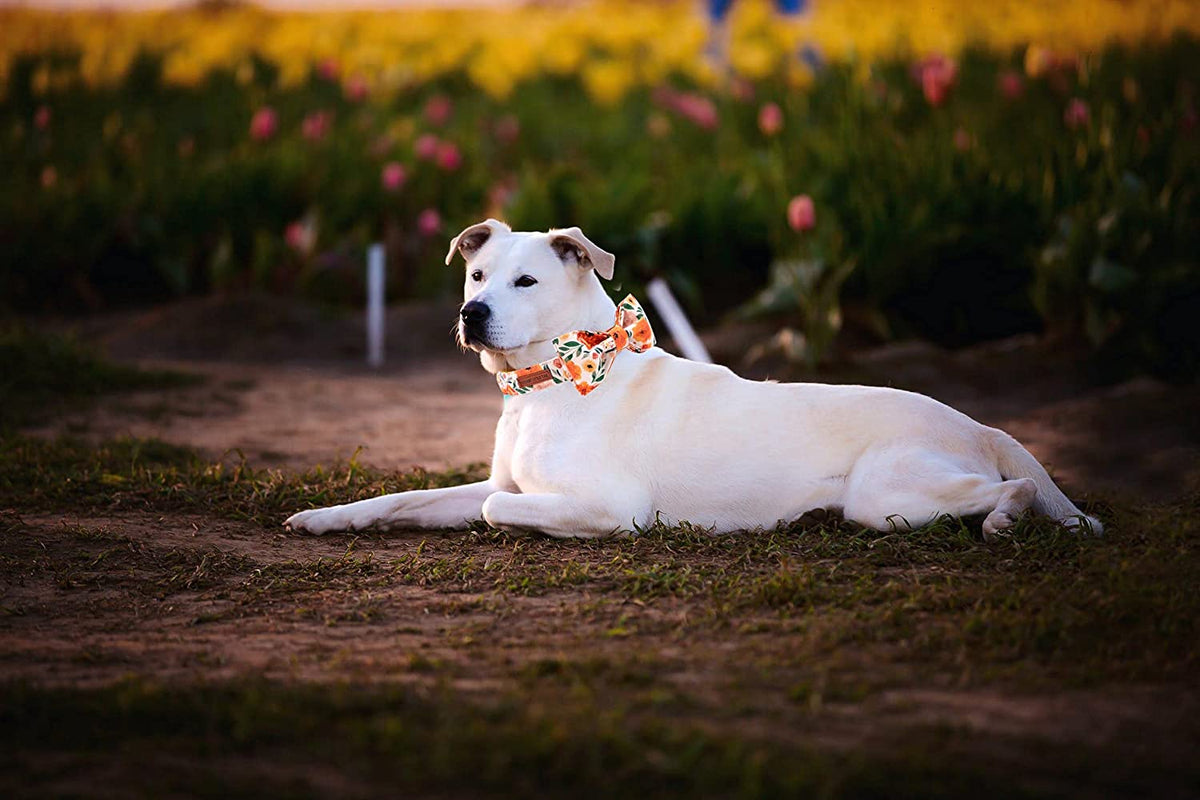 Floral Bow Dog Collar